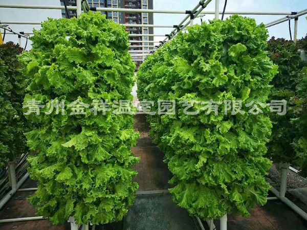 无土栽培（水培、基质栽培)