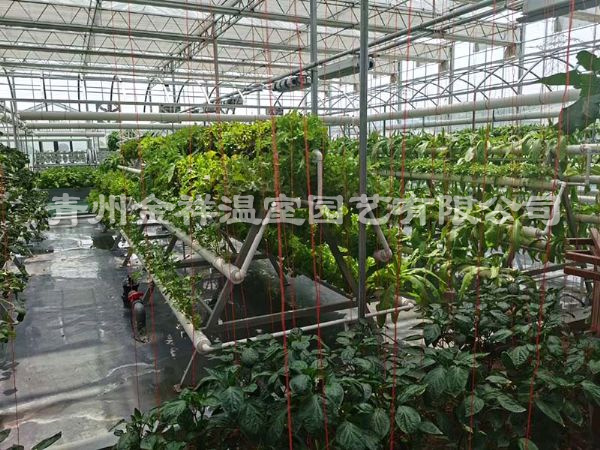 无土栽培（水培、基质栽培)