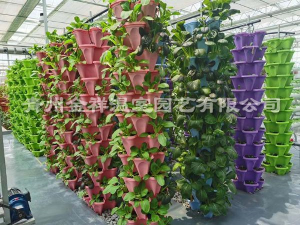 无土栽培（水培、基质栽培)