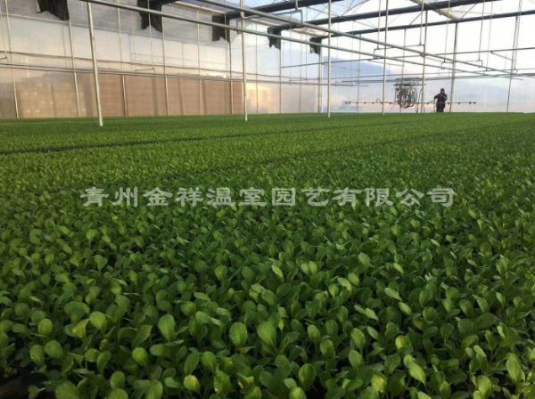 薄膜连栋温室